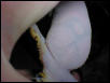 LeoGecko