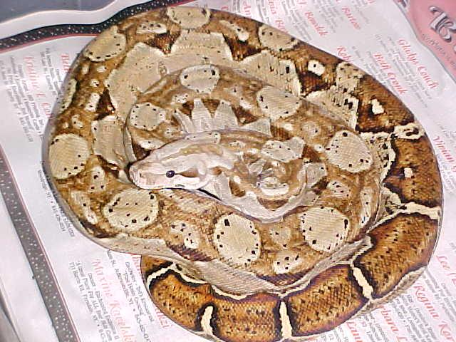 F2 Hypo CA Boa