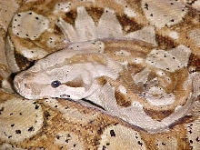 F2 Hypo CA Boa