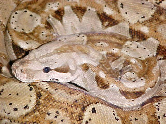 F2 Hypo CA Boa