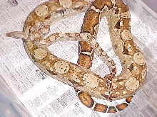 Hypo CA Boa