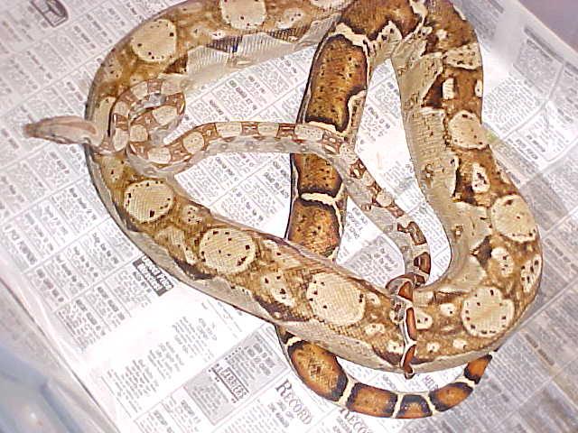 Hypo CA Boa