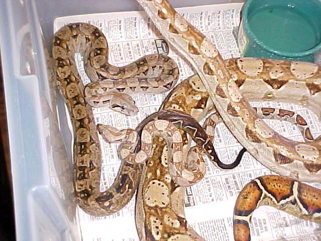Hypo CA Boa