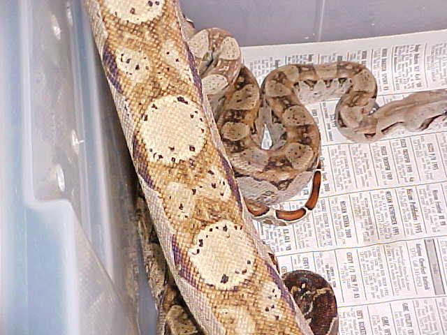 Hypo CA Boa