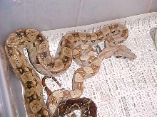 Hypo CA Boa