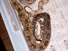 Hypo CA Boa