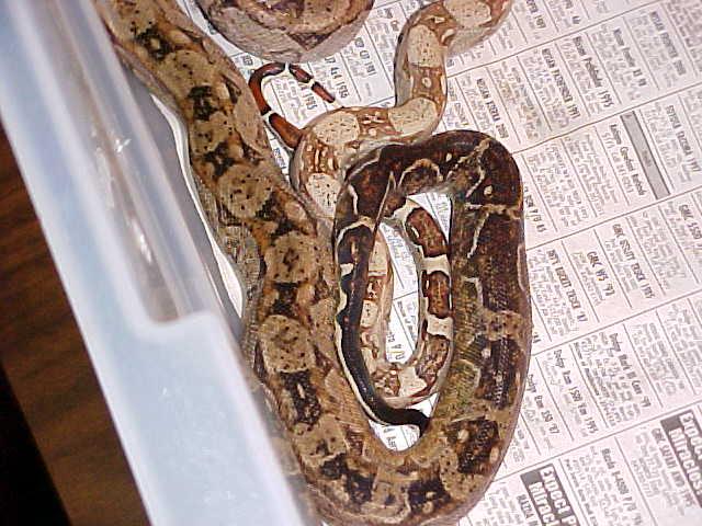 Hypo CA Boa