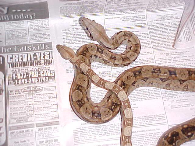Hypo CA Boa