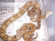 Hypo CA Boa