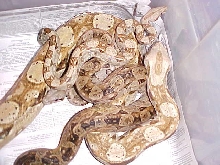 Hypo Central American