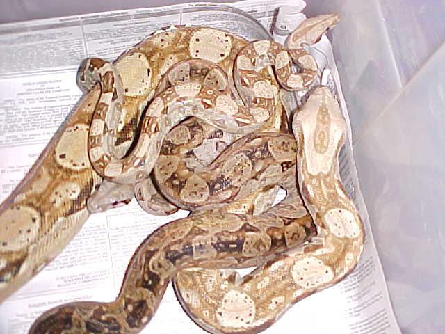 Hypo Central American