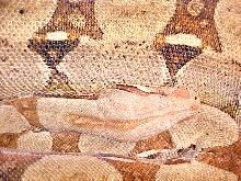 Pink Pastel Boa adfm