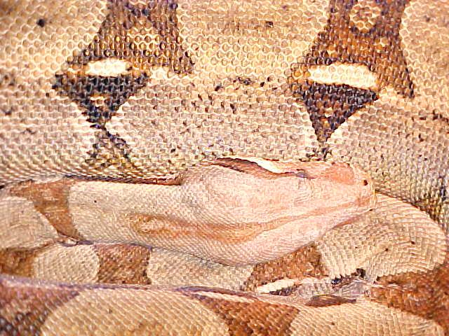 Pink Pastel Boa adfm