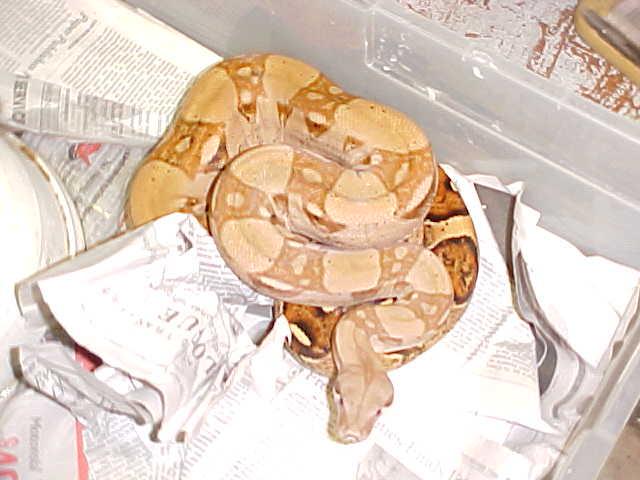 Super Pastel Col Boa