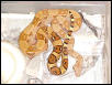 SuperPastel Col Boa