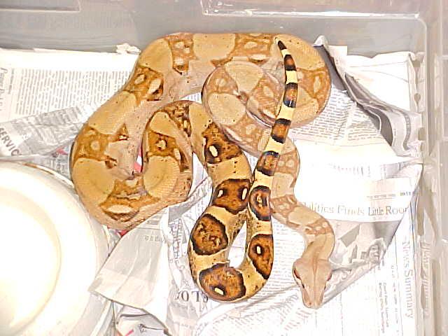 SuperPastel Col Boa
