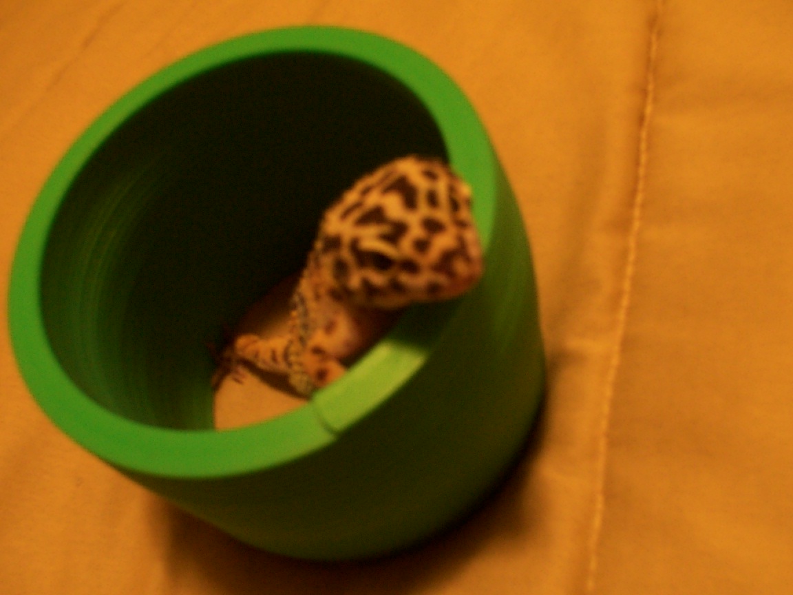 leo in a slinky