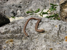 Slow Worm