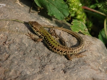 Lacerta viridis