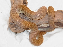 Male Childrens