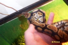 New Ball