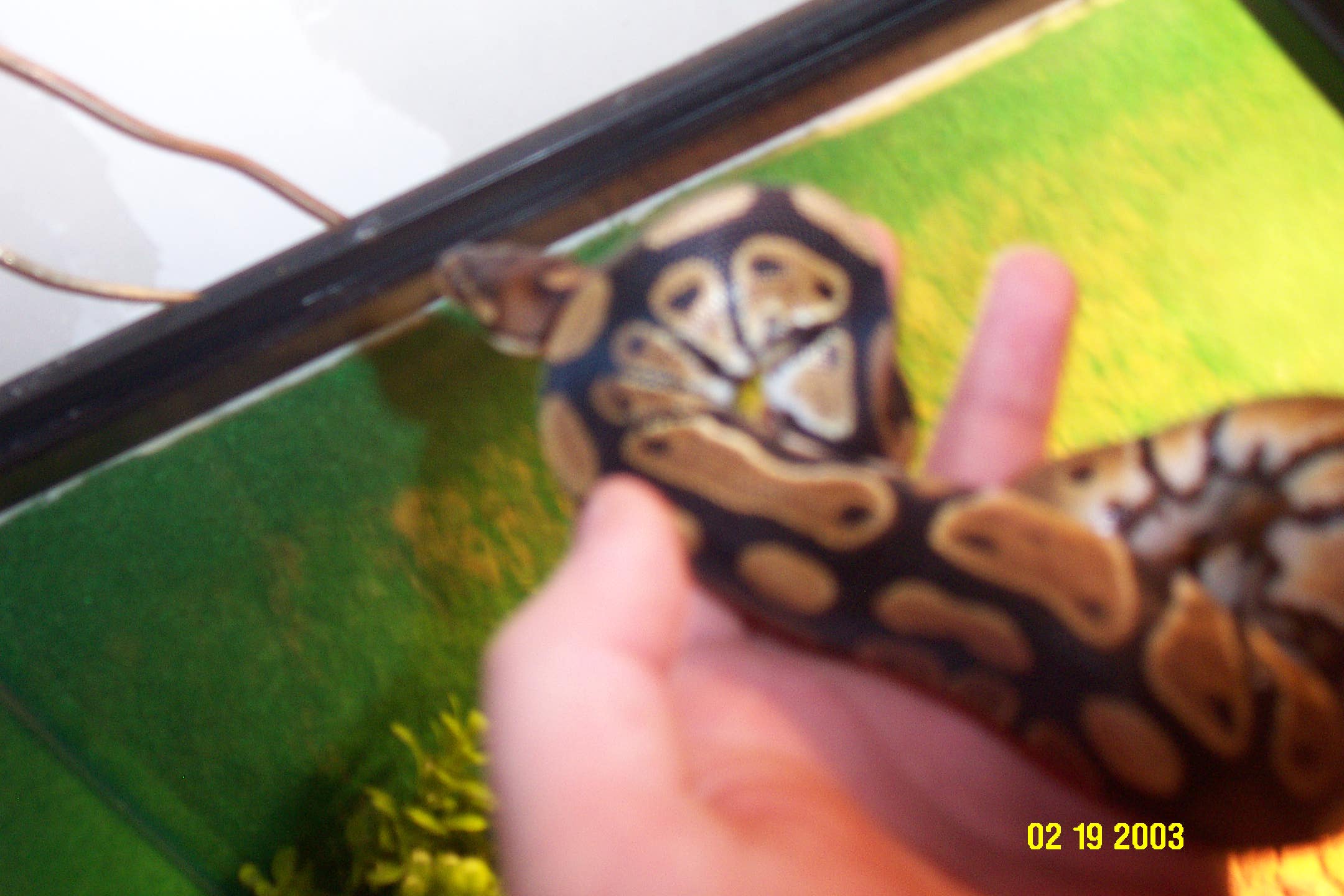 New Ball