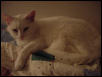 My 8 yr old Female Cat