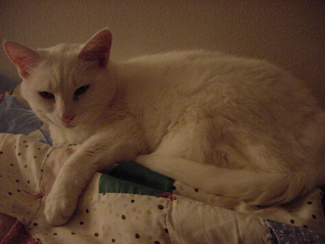 My 8 yr old Female Cat