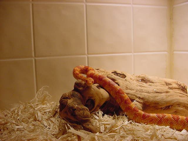 Albino Corn