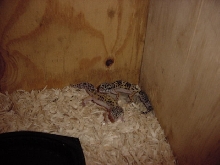 My Leopard Pair
