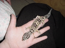 My male Leo, Gex