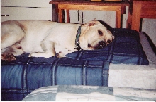 Still likes a pillow