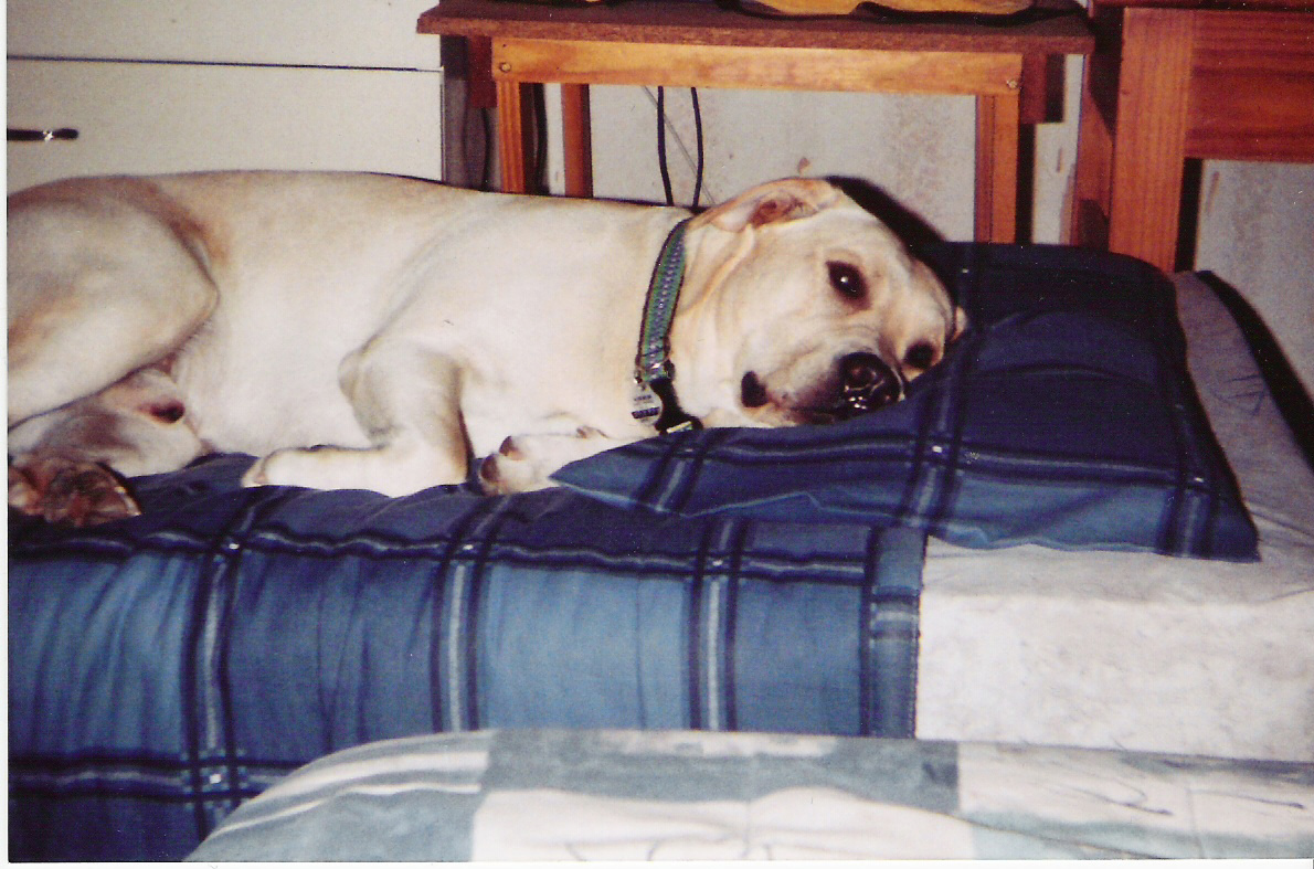 Still likes a pillow