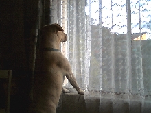 Dog in the window