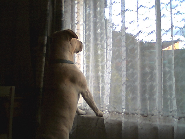 Dog in the window
