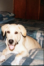 Cody