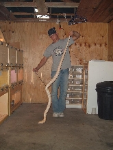 monacle cobra