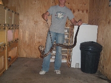 monacle cobra #4