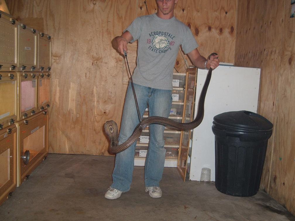 monacle cobra #4
