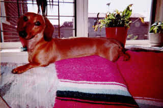Sunning Weiner