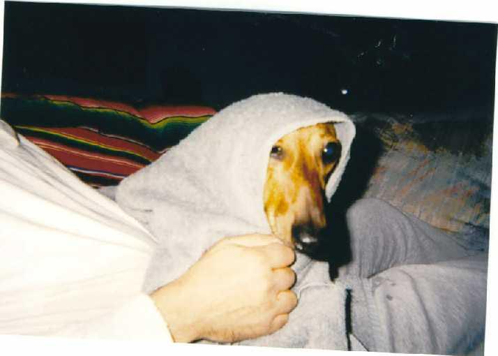 Red riding hood