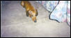 Long Dog