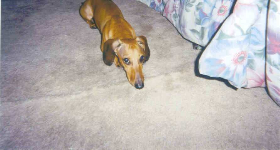 Long Dog