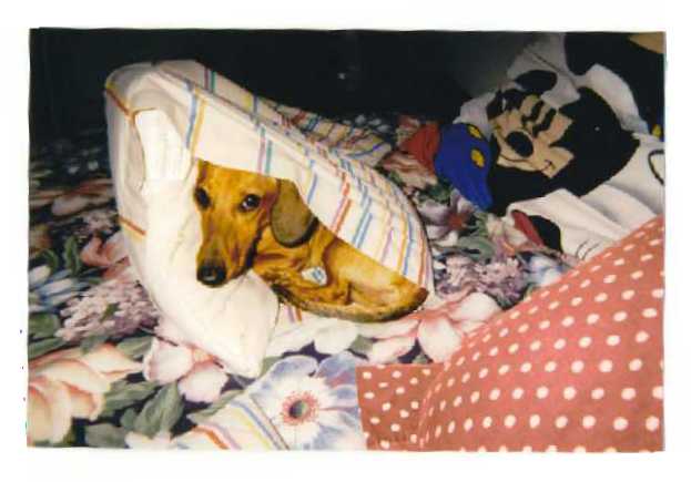Weiner in a case