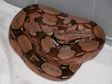 Guyana Female 11-23-04