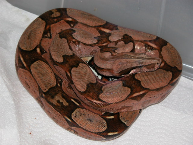 Guyana Female 11-23-04