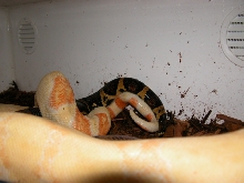 Copulation