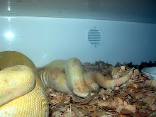 Albino Boas Breeding