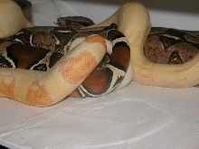 Albino Het. Snow Breeding Guyanan
