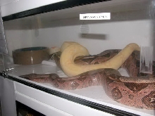 Albino Het. Snow Breeding Guyanan